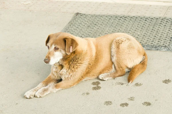 Cani randagi sulla strada — Foto Stock