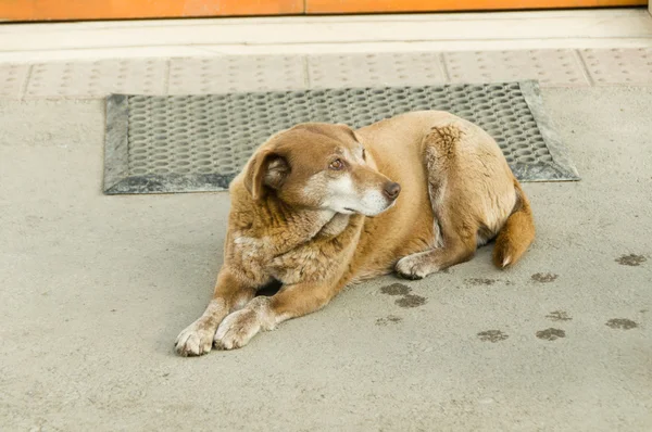 Straßenhunde auf der Straße — Stockfoto