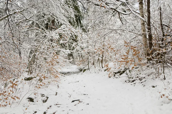 Forêt de neige — Photo