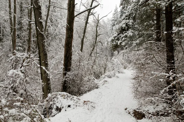 Forêt de neige — Photo