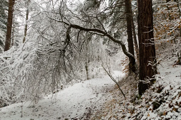 Forêt de neige — Photo