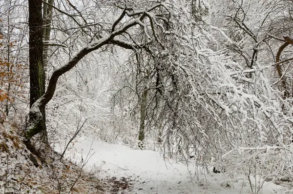 Forêt de neige — Photo