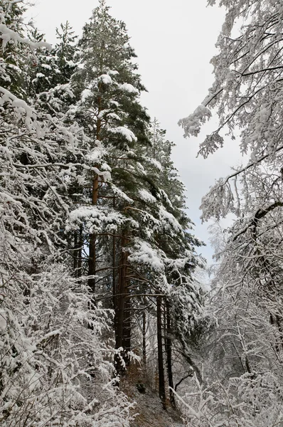 stock image Snow Forest