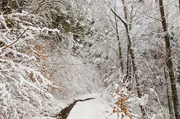 Forêt de neige — Photo