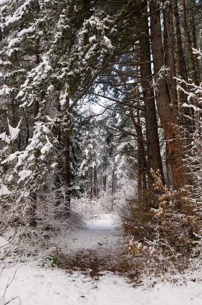 Forêt de neige — Photo