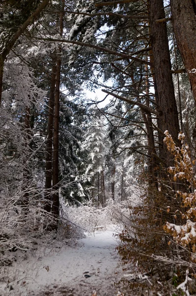 Forêt de neige — Photo