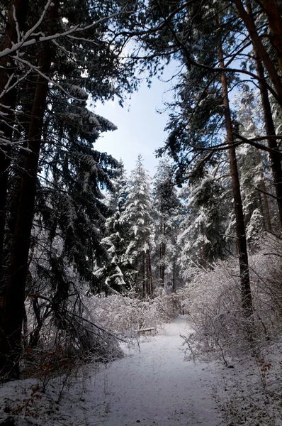 Sneeuw bos — Stockfoto