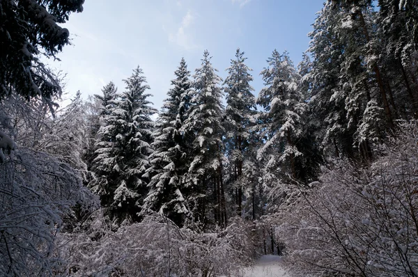 Śnieg lasu — Zdjęcie stockowe