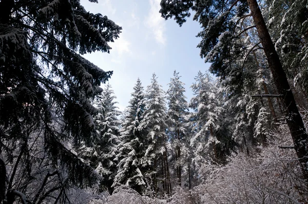 Schneewald — Stockfoto