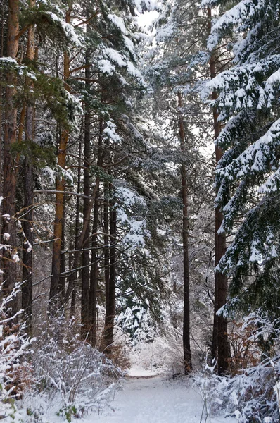 Forêt de neige — Photo