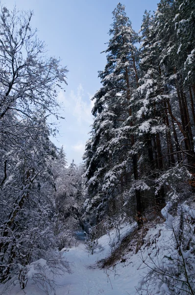 Forêt de neige — Photo