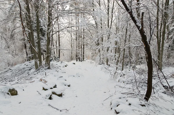 Forêt de neige — Photo