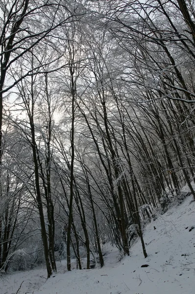 Śnieg lasu — Zdjęcie stockowe