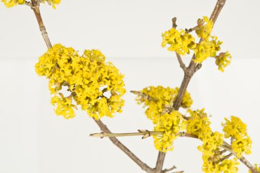 Cornus mas