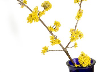 Cornus mas