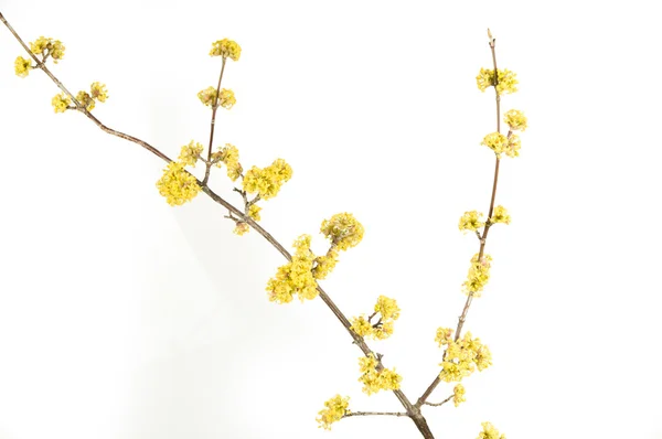 Cornus mas — Stock fotografie