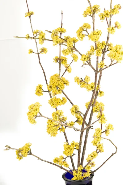 when month does cornus mas bloom in