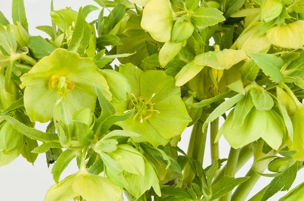 Πράσινο hellebore — Φωτογραφία Αρχείου