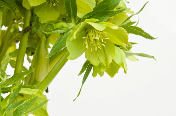 Πράσινο hellebore — Φωτογραφία Αρχείου