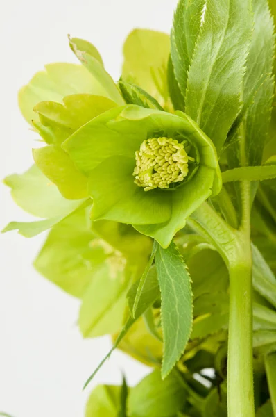 Green hellebore — Stock Photo, Image