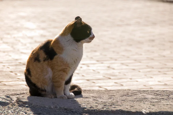 Gatto di strada — Foto Stock