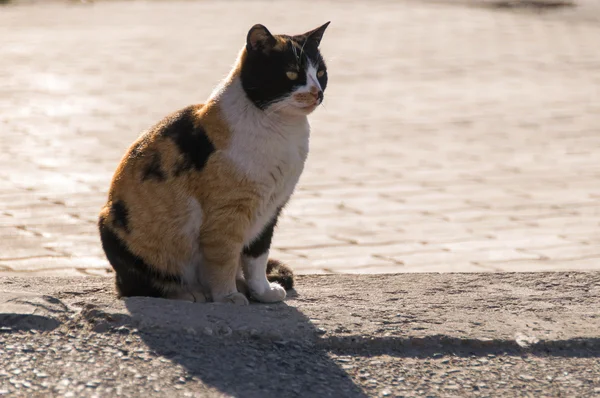 Gatan katt — Stockfoto