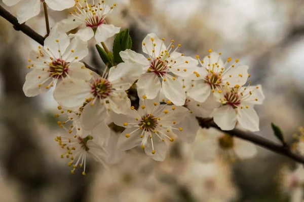 Flores de primavera — Fotografia de Stock