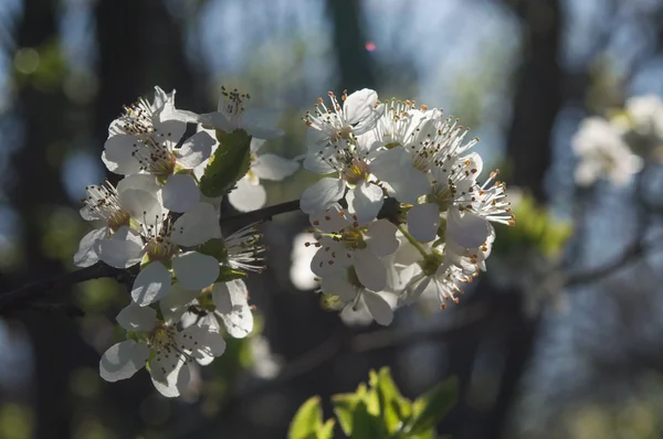 Flor na primavera — Fotografia de Stock