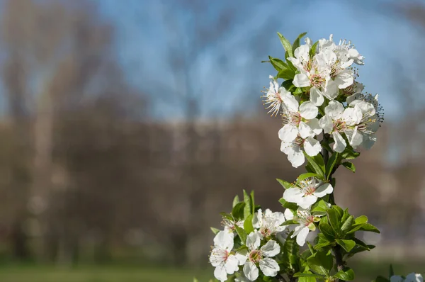 Blomma på våren — Stockfoto