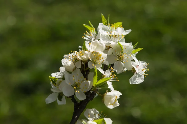 Kwiaty na wiosnę — Zdjęcie stockowe