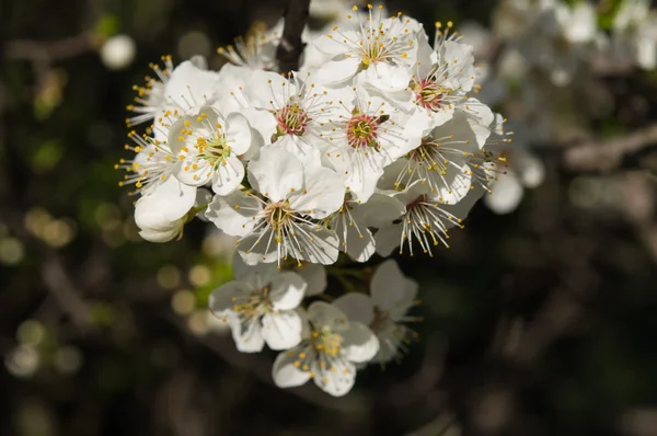 Весной цветок — стоковое фото