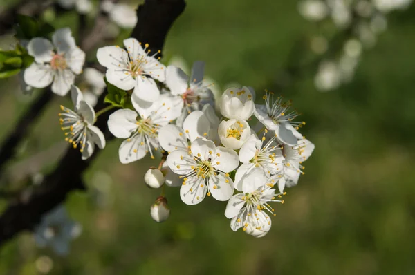 Květiny na jaře — Stock fotografie