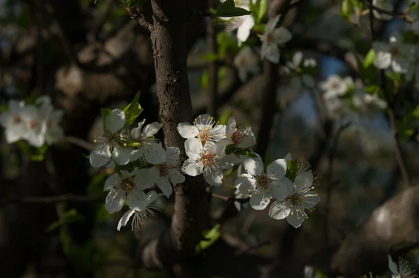 Fiore in primavera — Foto Stock