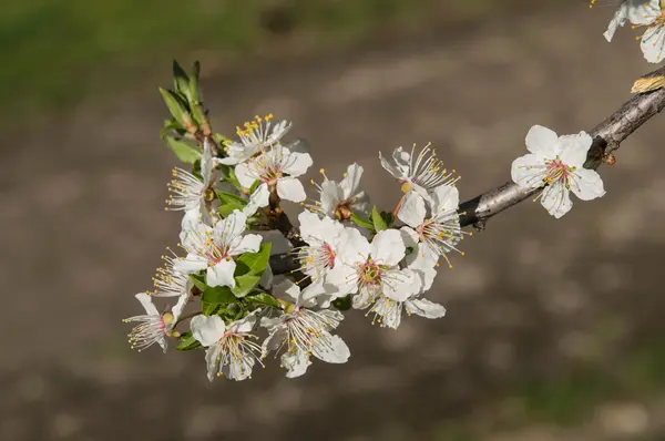Květiny na jaře — Stock fotografie