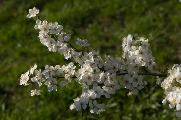 Flor na primavera — Fotografia de Stock
