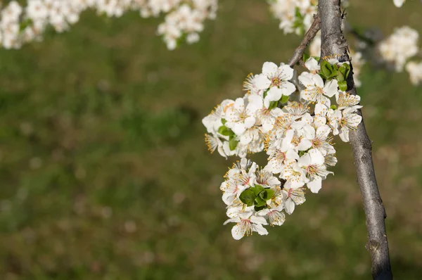 Kwiaty na wiosnę — Zdjęcie stockowe