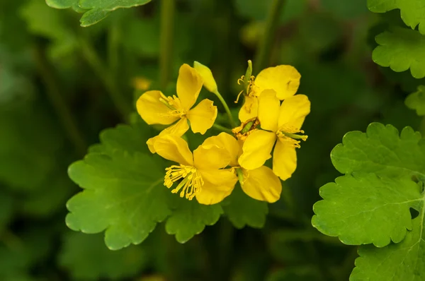 Chelidonium majus — Zdjęcie stockowe