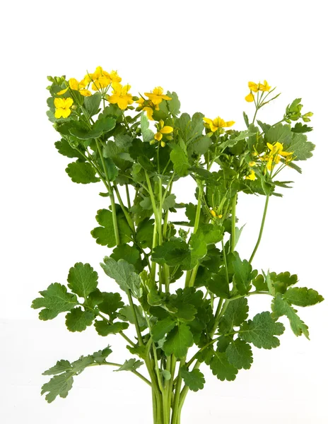 Chelidonium majus — Stock Photo, Image