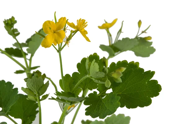 Chelidonium majus — Stock Photo, Image