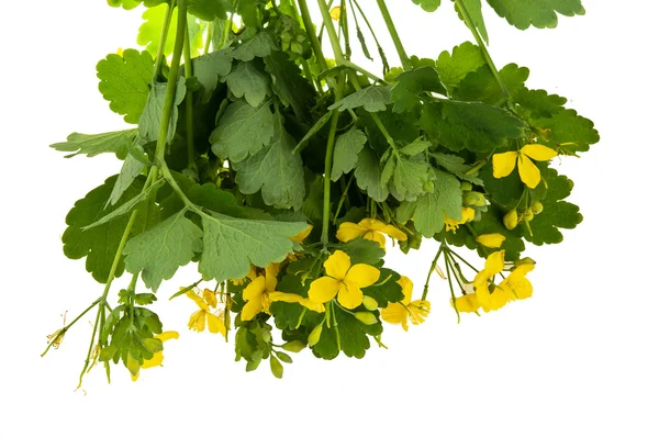 Chelidonium majus — Stock Photo, Image