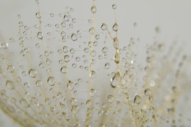 soyut makro fotoğraf 