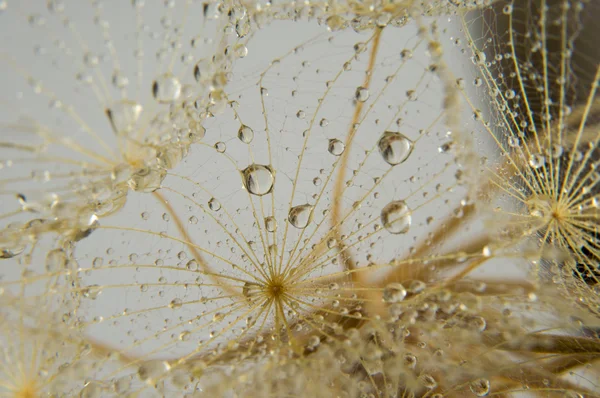 Fotografia makro streszczenie — Zdjęcie stockowe