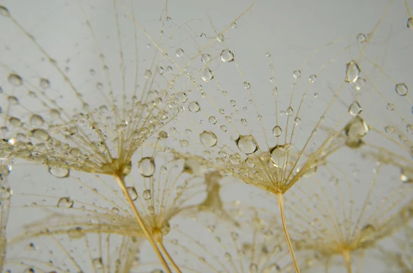 Fotografia makro streszczenie — Zdjęcie stockowe