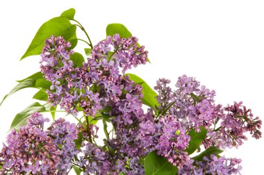 beyaz zemin üzerine Eflatun