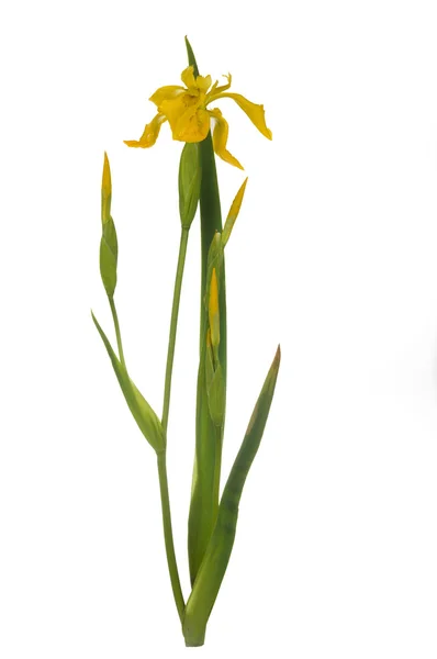 Gelbe Schwertlilie — Stockfoto
