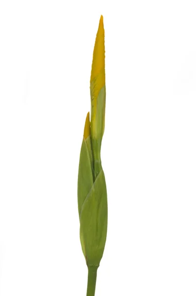 Yellow iris — Stock Photo, Image