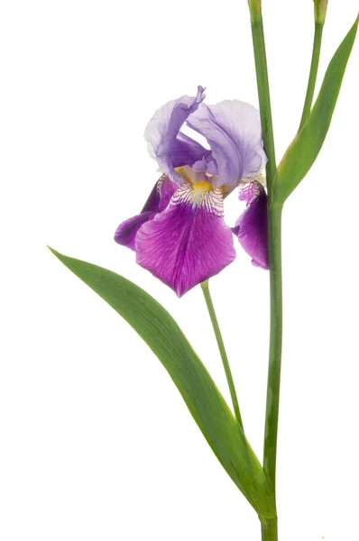 Freshness purple iris — Stock Photo, Image