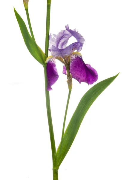 Freshness purple iris — Stock Photo, Image