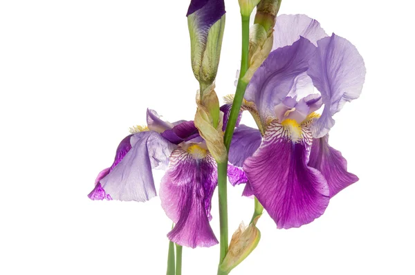鮮度紫色アイリス ロイヤリティフリーのストック画像