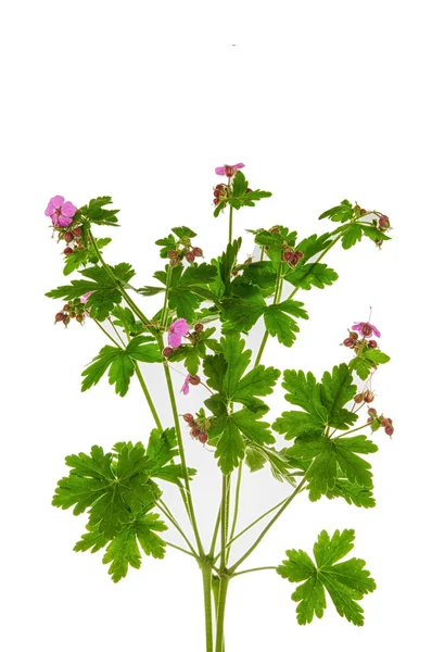 Meadow geranium — Stock Photo, Image